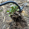 Deep Root Extractor™ - Moeiteloos onkruid verwijderen vanaf de wortel